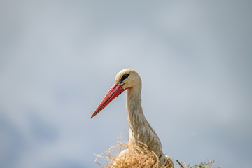 White stork (Ciconia ciconia) in the nest against  blue sky.