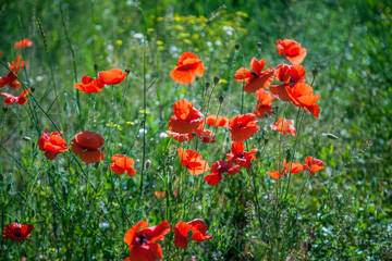 poppy field of red poppies