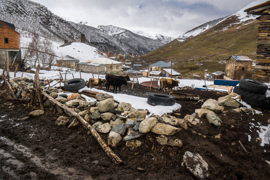 uschguli farm scenery in winter