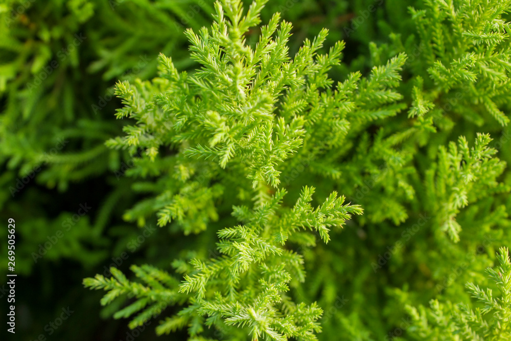 Wall mural bright green conifer needles on a branch close up on a blurred background of a bush