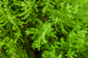 young bright green conifer needles on a branch close up on a blurred background of a bush