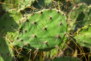fresh green leaf of a cactus with needles close-up on a blurred background of a bush