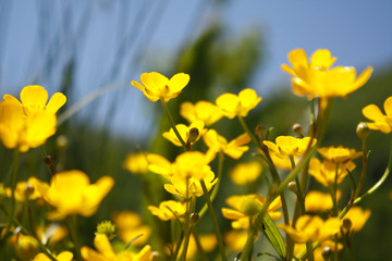 yellow and flowers