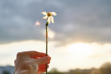 Single flower withered white daffodil in hand of woman, dramatic evening sunset sky with clouds
