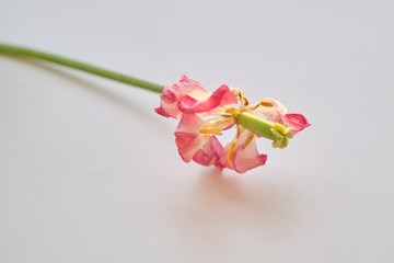 Single flower withered pink tulip, white background