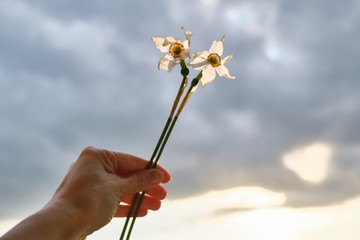 Two withered flowers of white daffodil in hand woman, dramatic evening sunset sky with clouds