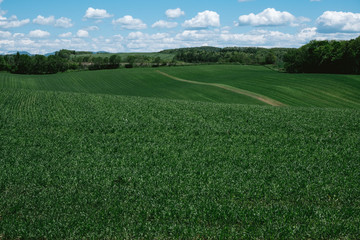 安平町の畑(Fields in Abira Town)