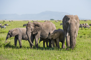 Fototapeta na wymiar Family portrait of elephants in savannah