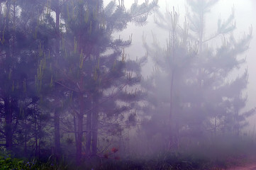 Obraz premium trees in the fog in the forest in summer