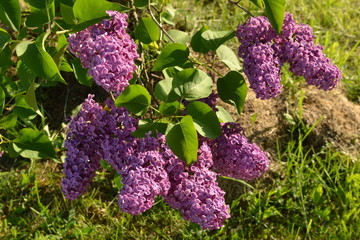 lilac, flower, purple, spring, bush, garden, blossom, nature, flowers, green,  tree, bloom, blooming, beauty, branch, leaf, violet, beautiful, lavender, floral, leaves, summer, petal