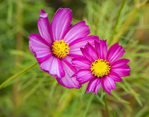 Fototapeta premium jesień Anemone