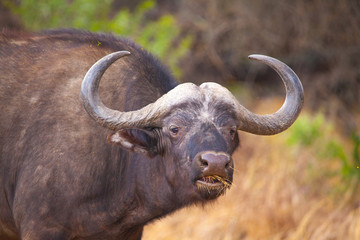 Cape Mountain Zebra National Park, South Africa