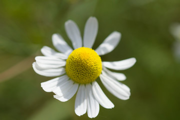 Obraz premium Beautiful Summer Blooming Camomile Close Up