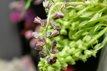 Close-up flowers of Fritillaria. Flower shop concept. Glass vases with different colors on the shelves of the refrigerator showcases. Abstract background of flowers. Flowers composition.