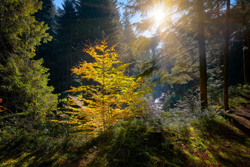 The sun's rays make their way through the foliage of the autumn forest. - 269507043