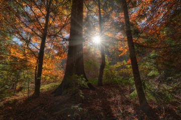 The sun's rays make their way through the foliage of the autumn forest. - 269507083