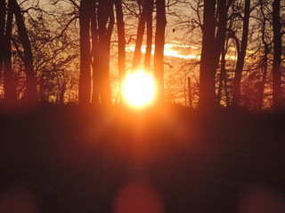 Sonnenaufgang Wald Baum Schatten fallende Sonne sunrise frei schwebend osten morgen stimmung...