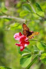 butterfly on flower