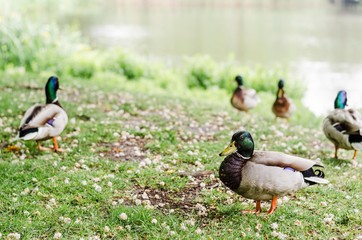 Ducks in the city park
