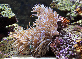 Naklejka na ściany i meble Sea anemone or actinia isolated close – up view 