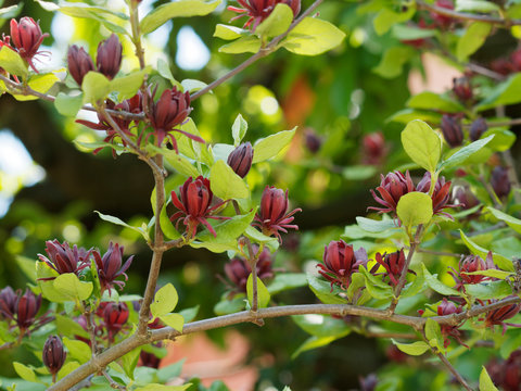 Calycanthus floridus - Der Echte Gew&uuml;rzstrauch, wundersch&ouml;ner dekorativer Strauch mit gro&szlig;en rotbraunen, duftenden Bl&uuml;ten