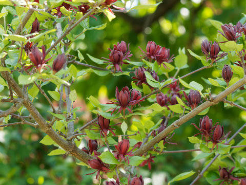 Der Echte Gew&uuml;rzstrauch (Calycanthus floridus), wundersch&ouml;ner dekorativer Strauch mit gro&szlig;en rotbraunen, duftenden Bl&uuml;ten