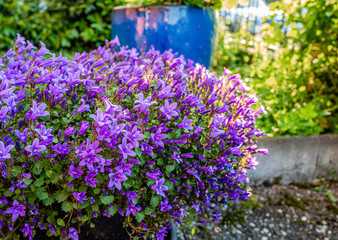 blue flowers in the garden, lobelia