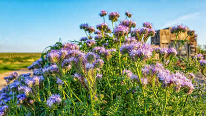 field of blue flowers