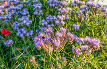 field of purple flowers