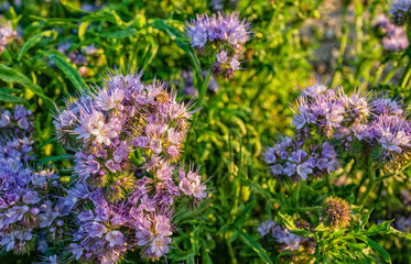 Fototapeta premium purple flowers in the garden, phacelia