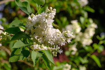 Flieder (Syringa vulgaris)