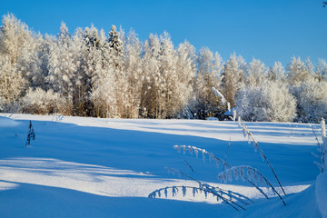 Winter landscape with forest and field in a sunny day