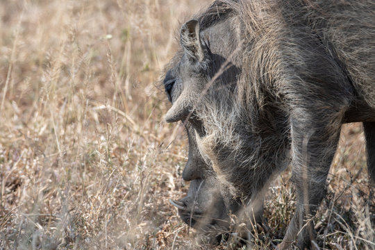 A closeup of an African Warthog browsing for food in dry grass, South Africa.