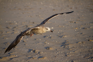 Junge Silbermöwe (Larus argentatus) im Flug
