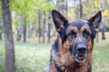 Dog German Shepherd outdoors in an autumn