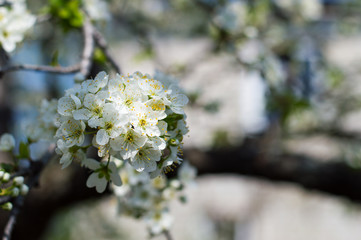 Close up of Plum flowers blooming in spring. Blossom flowers isolated with blurred background. Soft selective focus.