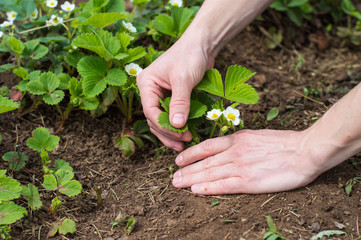 Strawberry plant  growing. Gardener handles  strawberries seedlings in the greenhouse. 