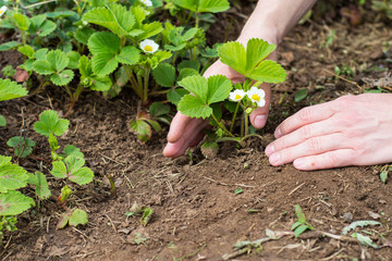 Strawberry seedlings. Gardener handles bush of strawberries in the garden. 