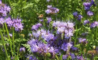 flying honey bee in a blue blooming phacelia field