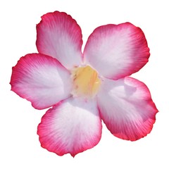 Fototapeta na wymiar pink impala lily flower on white background
