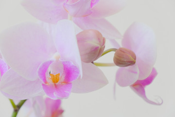 Fototapeta na wymiar pink orchid flower closeup at airy atmosphere