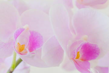 Obraz na płótnie Canvas pink orchid flower closeup at airy atmosphere
