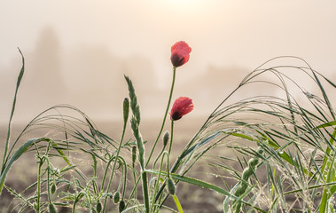mohnblumen mit morgentau