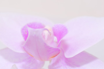 pink orchid flower closeup at airy atmosphere