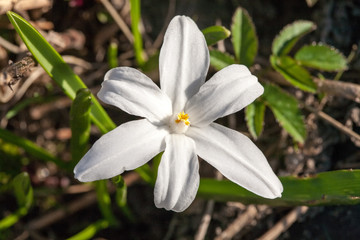 Fototapeta premium white snowdrop spring flower closeup view on black ground background