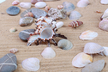 various seashells in the sand in the studio