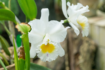 Surprising in their beauty, flowering multicolored orchids grow in the orchidarium.