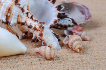 various seashells in the sand in the studio