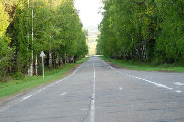 Obraz premium Road in the forest, asphalt, wallpaper