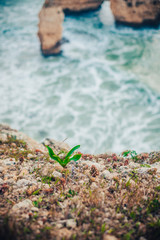 plants on the beach